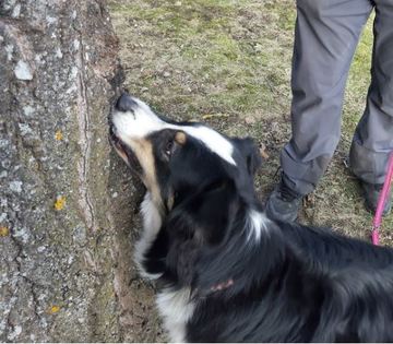 Nosework; yksittäiset harjoituskerrat